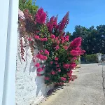 Velania House *